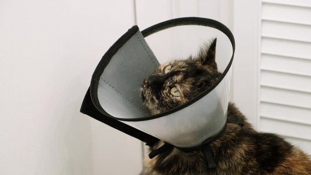 Domestic cat wearing Elizabethan collar on neck waiting after injury, surgery, sterilization, or castration. Pet treatment. Protective veterinary plastic cone. Stray animals. Health care. 4K footage.
