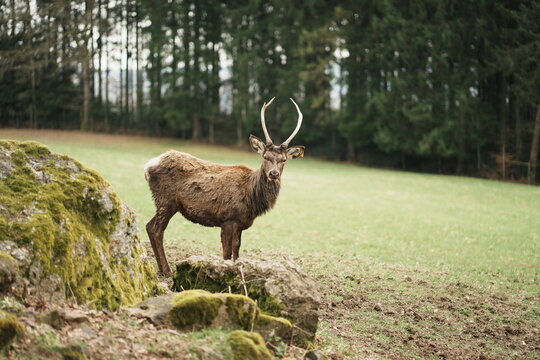 Cerf rencontr&eacute; lors d'une Promenade du Tr&ocirc;s-Marets &agrave; Malmedy en Belgique
