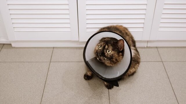 Domestic cat wearing Elizabethan collar on neck waiting after injury, surgery, sterilization, or castration. Pet treatment. Protective veterinary plastic cone. Stray animals. Health care. 4K footage.