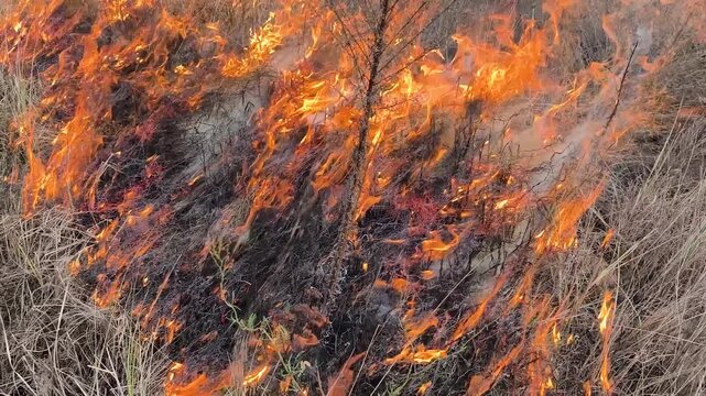 Aggressive orange flames rapidly consume withered autumn vegetation creating thick black char and rising heat across parched rural meadow landscape.