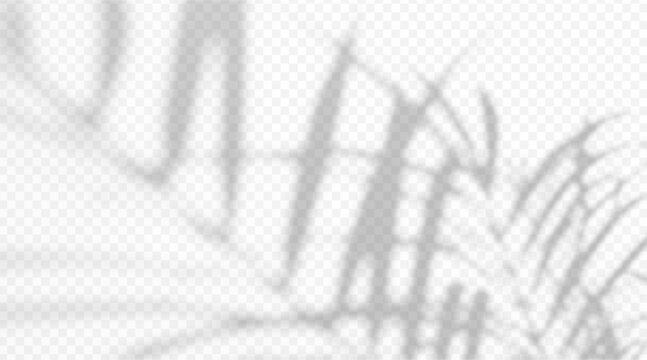 Abstract blurred palm tree branch shadow overlay isolated on transparent background. Soft tropical leaf silhouette with diffused light effect.