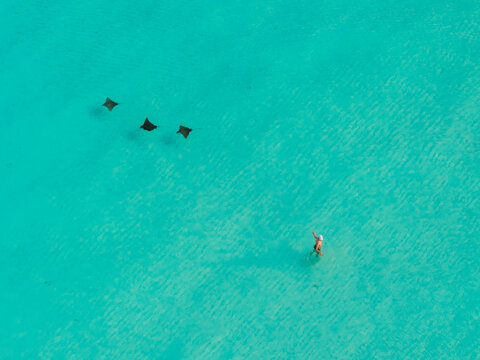 Aerial view of three eagle rays glide through the turquoise waters near a person, Dhidhdhoo, Thiladhunmathi Atoll, Maldives.