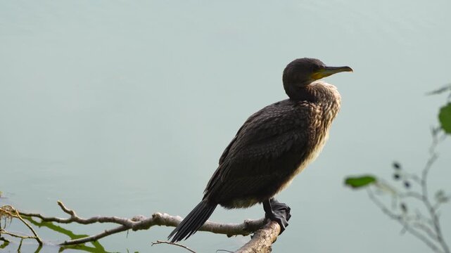 a young cormorant sits by the water