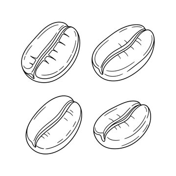 Hand Drawn Coffee Beans Illustration 1.
