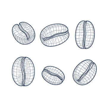 Handdrawn illustration of six coffee beans.