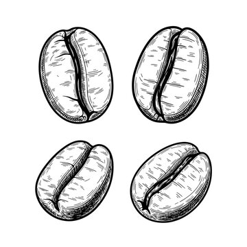 Illustration of Four Coffee Beans 1.