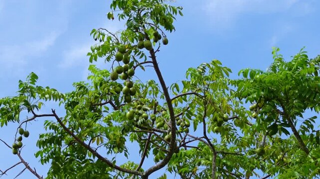 Hog Plum fruit hanging on the tree. Hanging high and green Spondias mombin sour fruit on sky background.