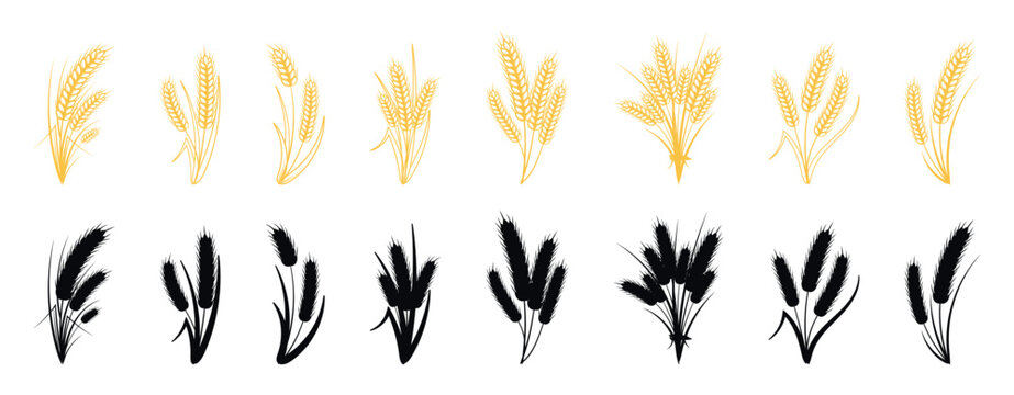 Wheat and Barley Ear Vector Illustrations Set