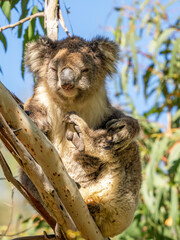 Fototapeta premium Koala