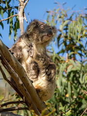 Fototapeta premium Koala