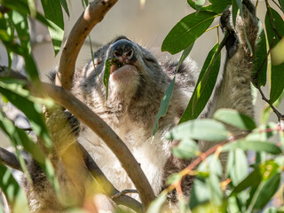 Fototapeta premium Koala