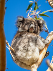 Fototapeta premium Koala