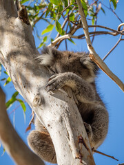 Fototapeta premium Koala