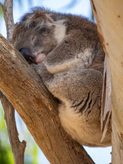 Fototapeta premium Koala