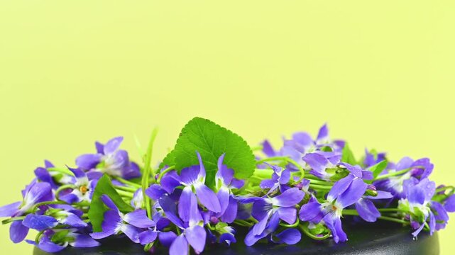  bouquet of spring violets