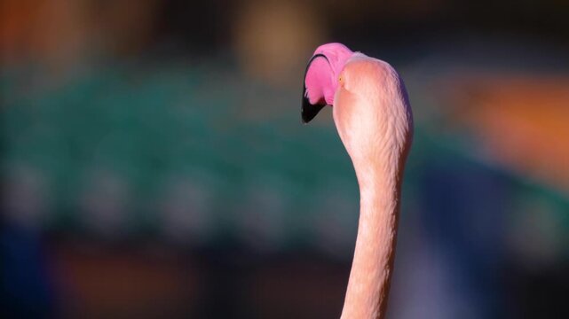Close up of a flamingo bird head standing in a lake on a sunny spring day turning around fast.
