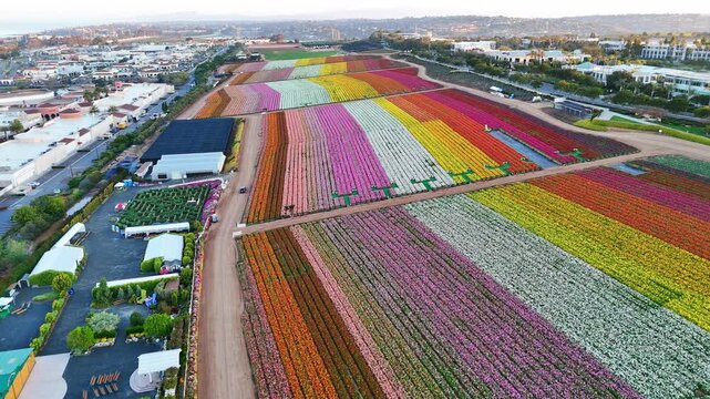 Drone view of the Carlsbad Flower Fields showing vivid rows of blooming ranunculus in colorful patterns beside roads and nearby buildings in Carlsbad, California, United States.