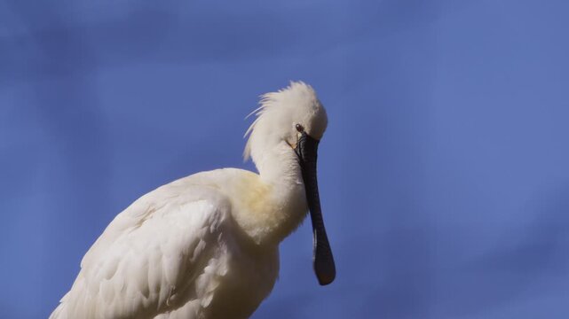 Common Spoonbill use spoon-like bill to preen and groom white feathers, closeup