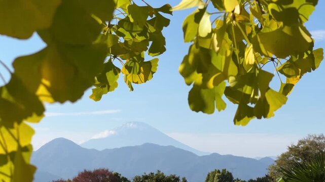 Yellow gingko leaves blowing softly in wind with Mt. Fuji in distance