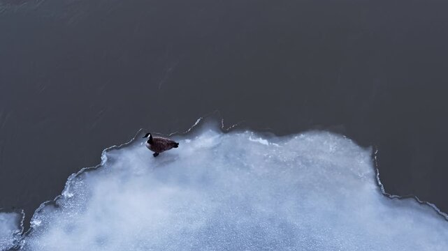 A solitary Canada goose spends the winter alone on river ice in midstream, seen from above in a quiet winter wildlife scene surrounded by dark water.