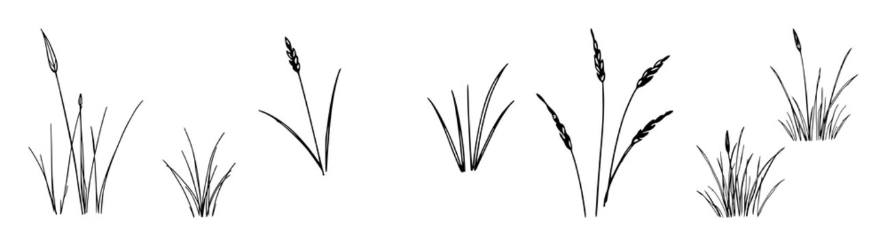 Grass set with various blades and tufts featuring natural green colors, diverse textures with field elements and organic shapes