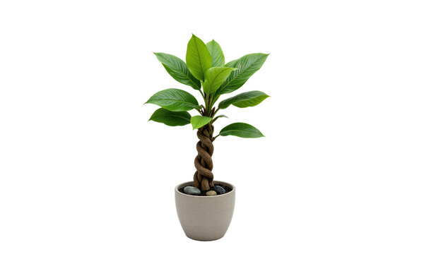 Japanese Pachira (Pachira aquatica) Braided trunk plant with glossy green leaves, displayed in a neutral-toned pot with river stones for