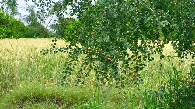 Jujube Tree Branch with Small Fruits in a Rural Village Farm; Close-up of Ziziphus Mauritiana Ber Tree with a Golden Wheat Field Background in Natural Sunlight; Agriculture and Nature Landscape