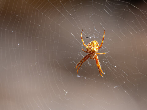 Spinne