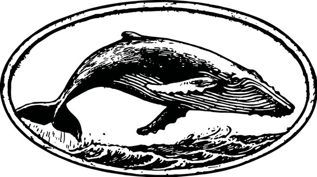 Black and white illustration of a whale breaching from the waves, in an oval frame