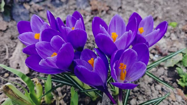 Purple crocuses blooming in the garden. purple crocuses