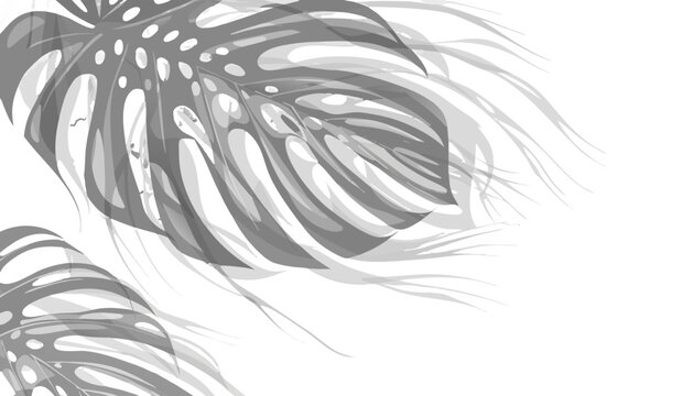 A minimalist vector illustration of monstera leaves in grayscale on a white background