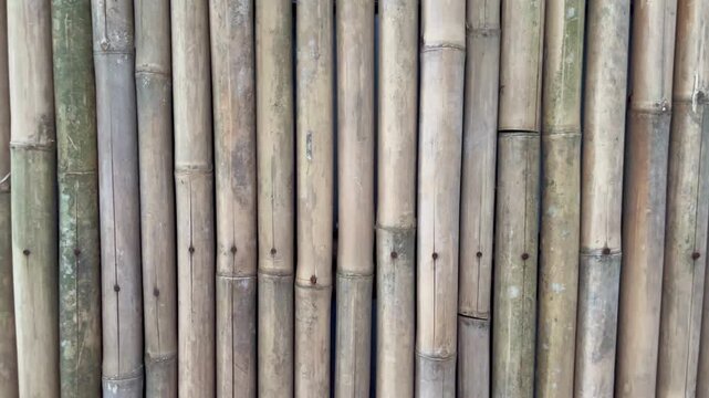 Video of a bamboo tree for background. Dried bamboo wall. Texture background.
