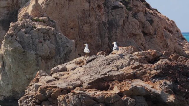 Aerial drone view of two seagulls resting on rocky cliffs by the Mediterranean Sea in Cyprus