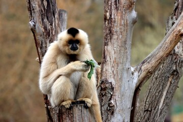 Fototapeta premium gibbon