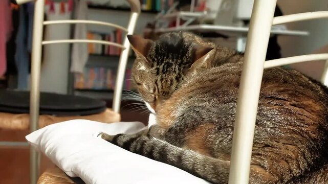 Beautiful European cat with tiger grey fur licks her paws while crouching on a chair inside an apartment. The video was filmed in an apartment, filming a beautiful European cat crouching on a chair