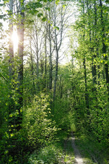 Beautiful spring forest landscape with footpath and green foliage trees in sunlight. sunny morning...