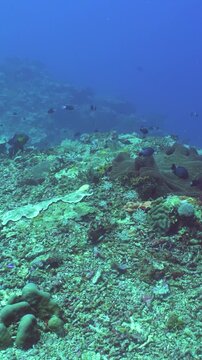 Underwater fish garden reef. Reef coral scene. Coral garden seascape. Sipadan, Malaysia. Vertical video.