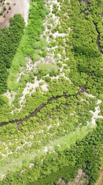 Coastline with green mangroves and forest view from above. Mangrove landscape. Bantayan island, Philippines.