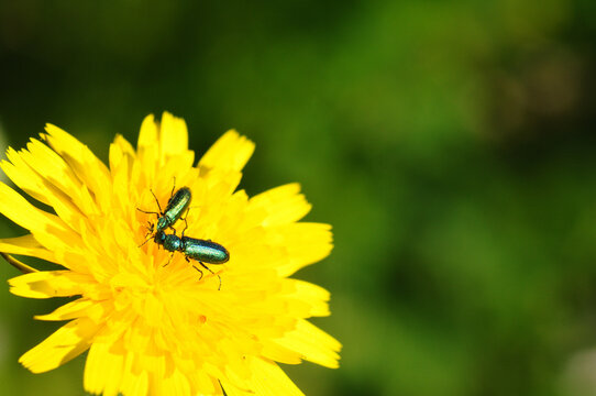 Soldier beetles on dendelion