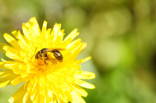 Bee on dendelion