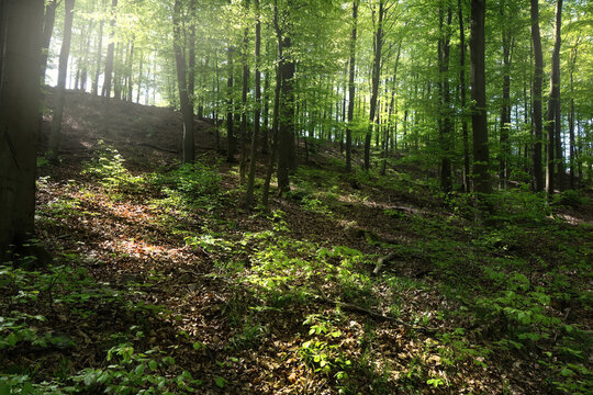 morgens im Buchenwald