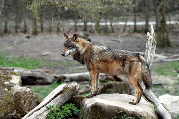Obraz premium loup