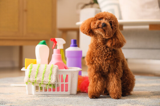 Cute Toy Poodle with cleaning supplies at home