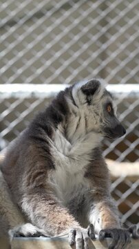 Lemur catta ring tailed lemur sitting and looking forward in enclosure. Lemur known as primate species shows alert behavior and expressive face. 