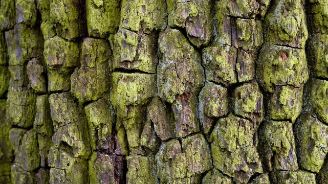 Close up of aged oak bark texture with detailed natural patterns. Rough wooden surface background, organic material and nature concept.