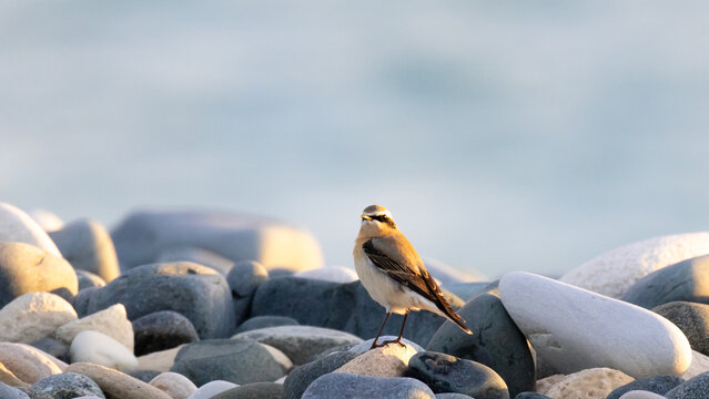 Northern Wheatear (Oenanthe oenanthe) perched on a pebble beach in Cyprus