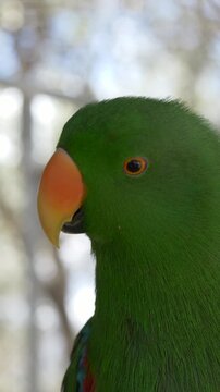 Green parrot close-up, likely Eclectus roratus. Vibrant tropical bird representing biodiversity, exotic fauna, and colorful wildlife. 