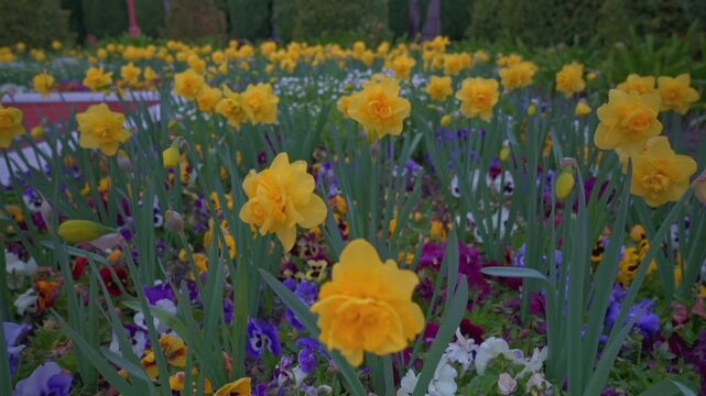 Vibrant yellow daffodils and multicolor pansies blooming in a beautiful manicured public park garden