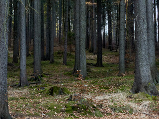 Fototapeta premium Tranquil dense forest with numerous tall dark tree trunks, lush green moss, and scattered brown fallen leaves covering the ground, depicting natural wilderness