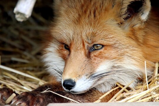 renard